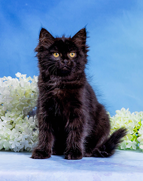 Tayna7m 500