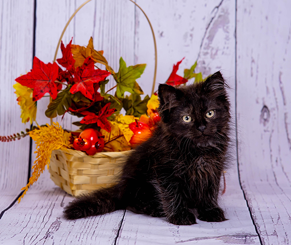 Chernyi12 5